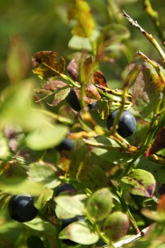 Heidelbeeren Heidelbeeren am Strauch